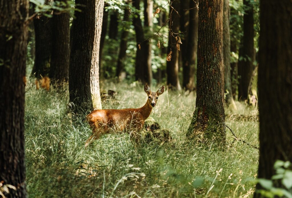 biodiversity